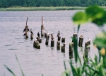 083110kormorany.jpg