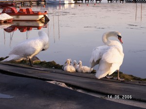 223423rodzinka_w_komplecie.jpg